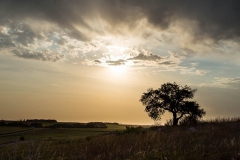Three Sisters Tree at Sunset