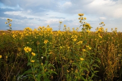 Wild Sunflowers 3