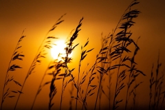 Prairie Grasses at Sunset