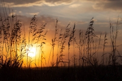 Prairie Grasses at Sunset 2