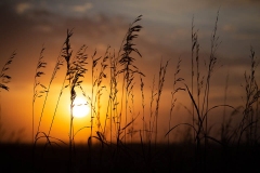Prairie Grasses at Sunset 3