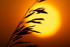 Prairie Grass Silhouette
