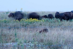 Bison on the Move