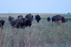 Bison on the Prairie