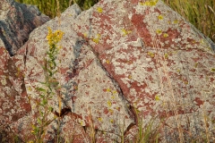 Goldenrod and Quartzite