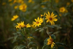 Prairie Flowers