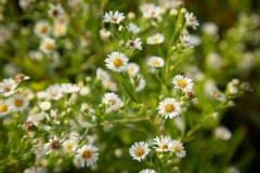 White Prairie Flowers