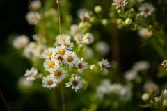 White Prairie Flowers 2