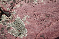 Quartzite and Lichen
