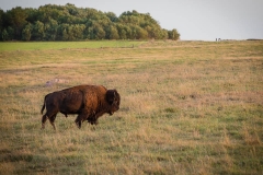 Lone Bison