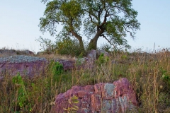 Quartzite and Three Sisters Tree