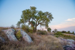 Three Sisters Tree
