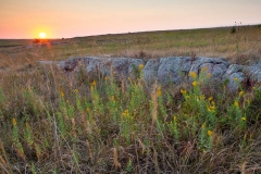 Goldenrod in the Wind at Sunset