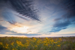 Sunrise and Goldenrod on the Prairie 2