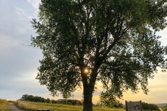 Sunrise behind tree