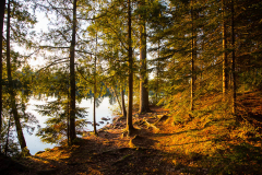 Morning Light on the Pines