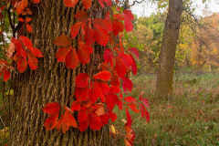 Vine on Tree Trunk