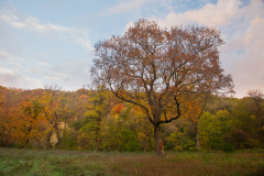 Fall in Camden State Park