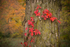 Red Vine Leaves