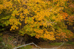 Colors by the River