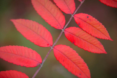 Sumac Leaves