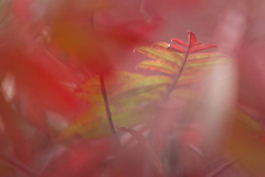 Sumac Abstract 1