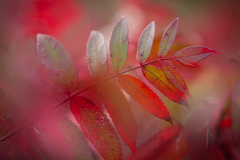 Slowly Turning Red