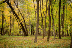Yellow Woods