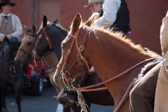 Horses at DJJD