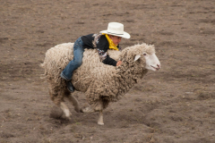A little mutton buster