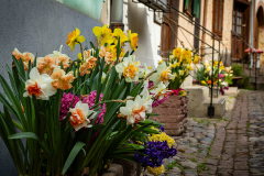 Eguisheim, France