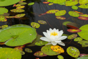 BWCA Water Lily