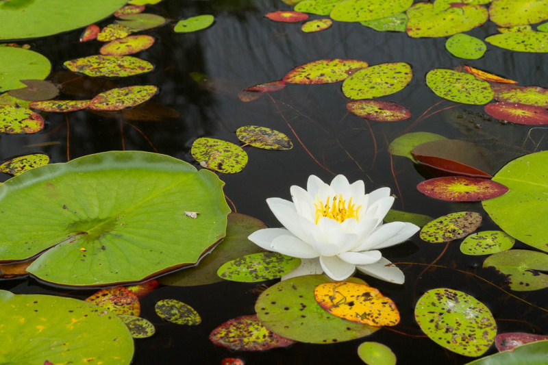 BWCA Water Lily