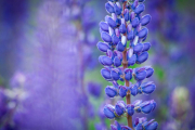 Lupine close up