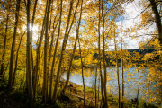 Sun through the aspens at Lost Lake Slough