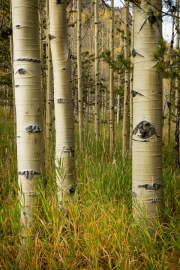 Aspen trunks 2