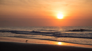 Sunrise and Bird