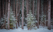 Fresh Snow, Pine Forest