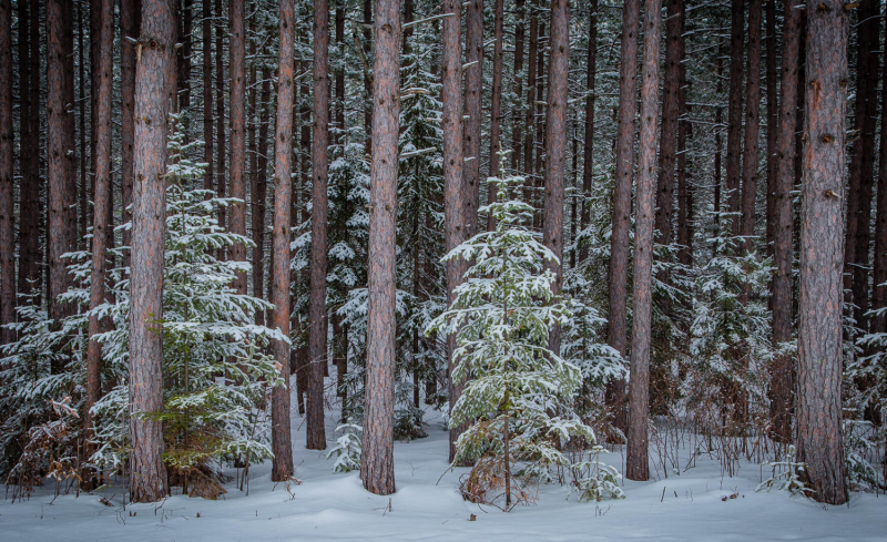 Fresh Snow, Pine Forest