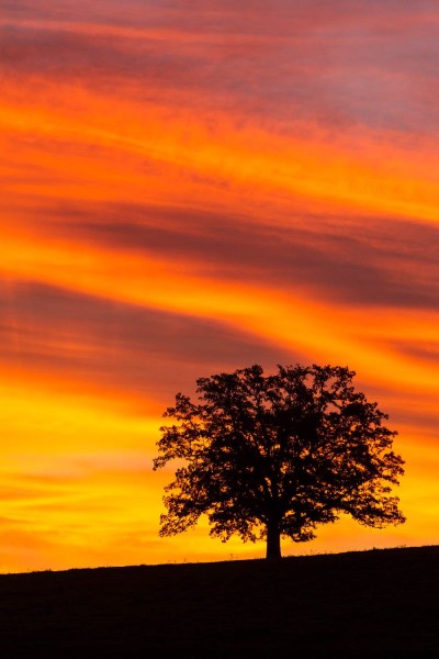 Silhouette of oak tree against stunning display of colored clouds in the morning.