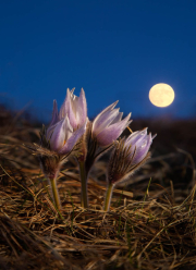 Pasque Moonrise