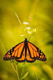Monarch in Shenandoah