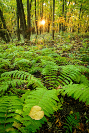 Autumn Ferns and Sunrise