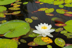 BWCA Water Lily