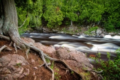 Cedar Roots & River