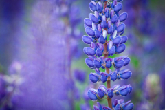 Lupine close up
