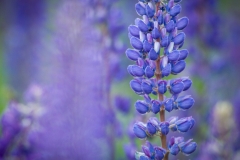Lupine close up