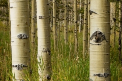 Aspen trunks 2