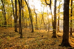 Autumn Forest Sunrise