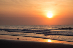 Sunrise and Bird